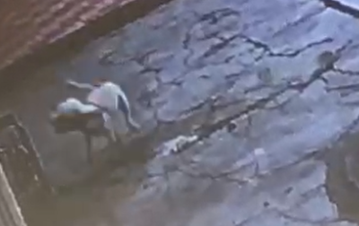 Perro al que le lanzaron agua caliente en Barranquilla.