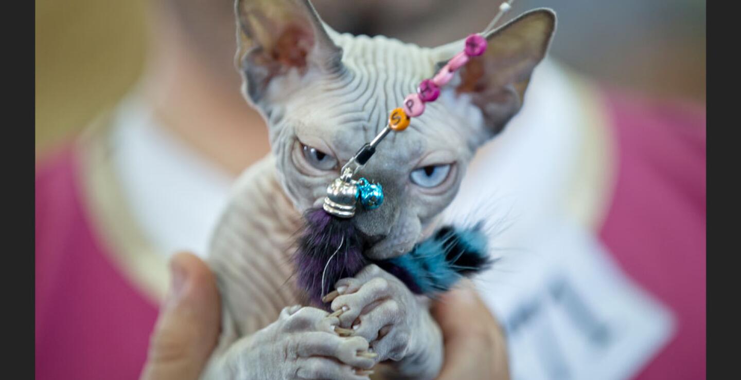 gato1_0.jpg