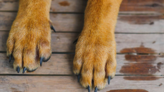 Foto referencial de perro