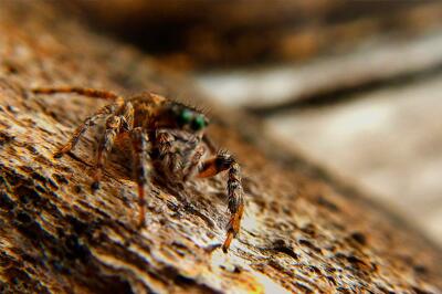Araña