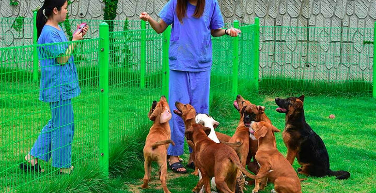 Cada cachorro clonado es guardado en una jaula con paredes de cristal y temperatura controlada mientras los investigadores monitorean la salud del animal.
