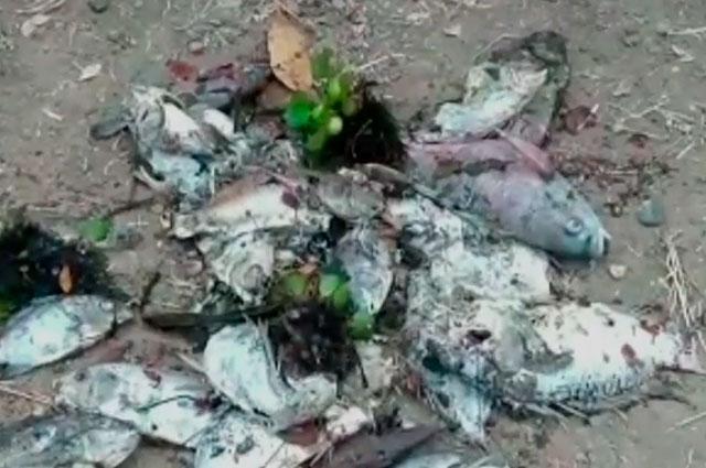 Denuncian extraña muerte de peces en humedal Garinó en Jamundí, Valle del Cuca