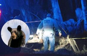 Un oso negro mató a un hombre de 89 años y a su perro: ocurrió en Florida, EE. UU.