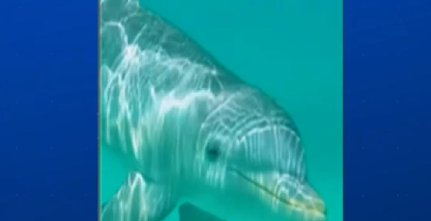 Jojo, el solitario delfín que tiene una entrañable amistad con un instructor de buceo