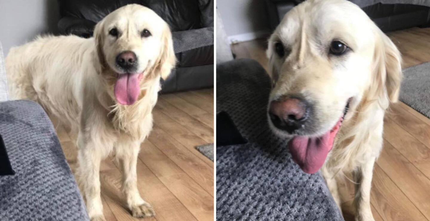 Un perro caminó durante 27 días para regresar con la familia que lo abandonó
