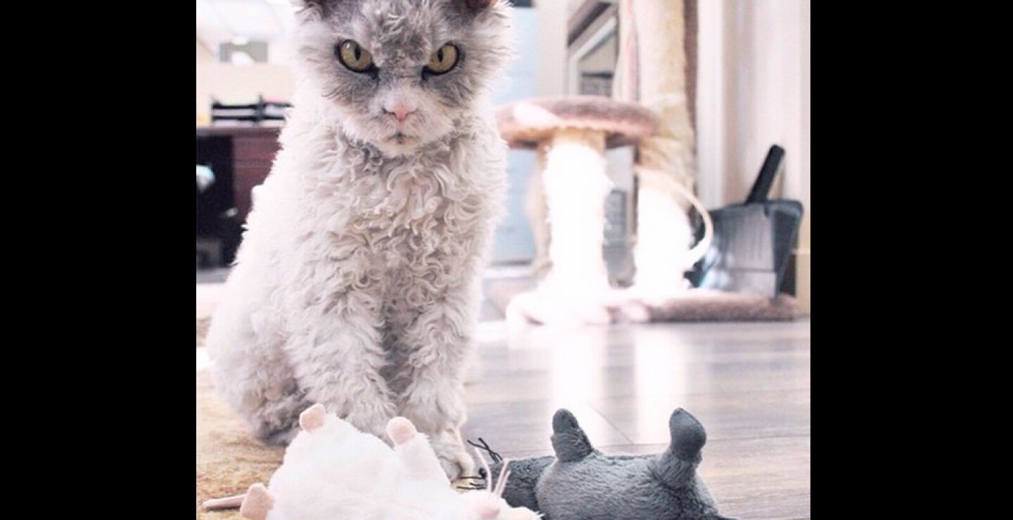 gato20.jpg