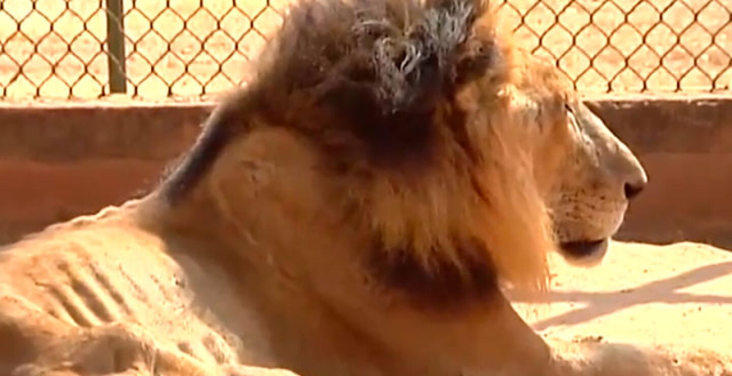 leones.jpg