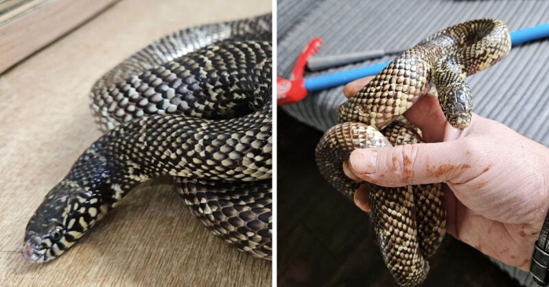 Serpiente