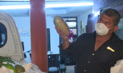 Campesino ofrece papaya y aguacate para alimentar a los más necesitados en la cuarentena Campesino ofrece papaya y aguacate para alimentar a los más necesitados en la cuarentena