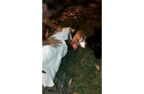 279240_Rescatan perro que cayó a alcantarilla. Foto: Policía de Cali.