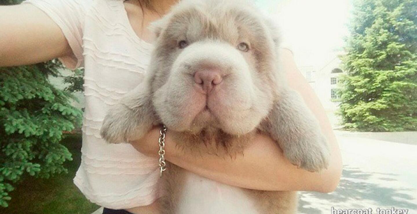 perro7_3.jpg