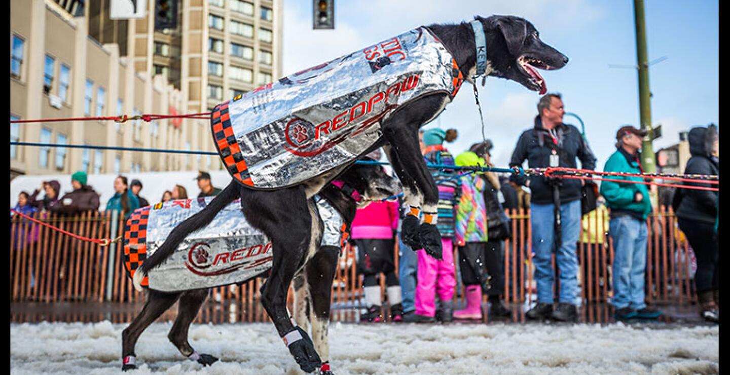 En el ámbito deportivo se considera el Iditarod como la carrera más difícil del planeta. 