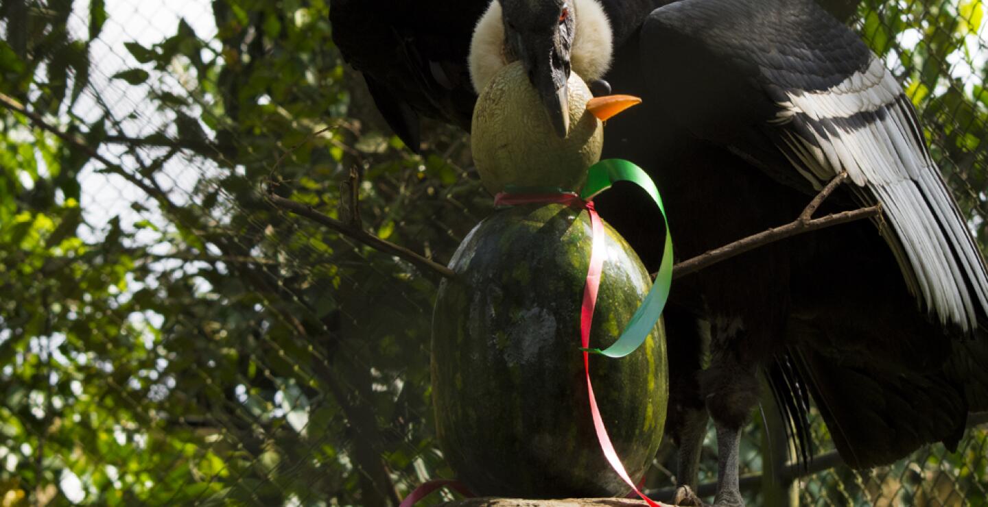 275573_Foto: Zoólogico de Cali
