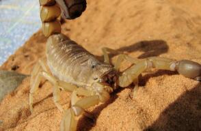 Plaga de escorpiones venenosos han generado mas de 500 picaduras de personas en Egipto  Plaga de escorpiones venenosos han generado mas de 500 picaduras de personas en Egipto