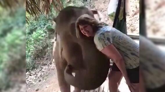 9524_La Kalle - Elefante mandó a volar a una mujer - Foto Facebook 9524_La Kalle - Elefante mandó a volar a una mujer - Foto Facebook