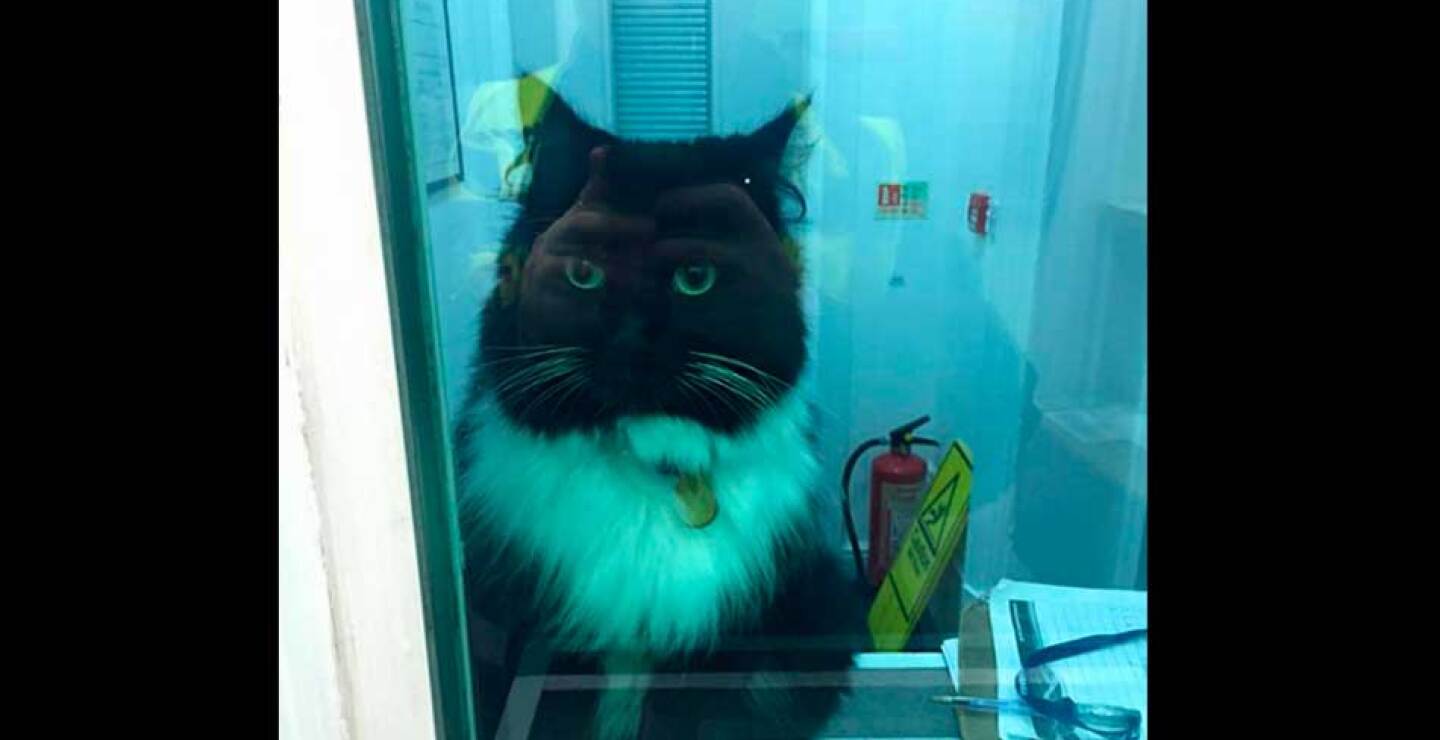 Felix
