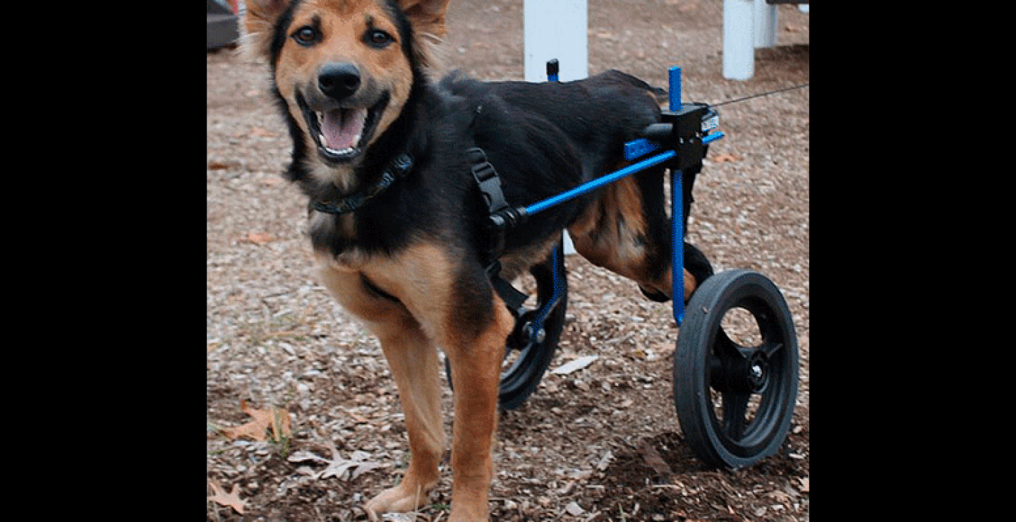 Por fin puede volver a caminar con ayuda de una silla de ruedas para perros. ¡Está feliz! 