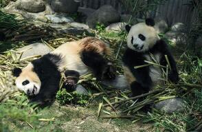 130515-oso-panda-china-ap.jpg