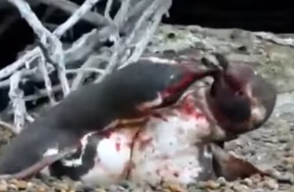 713_Foto: Captura de YouTube