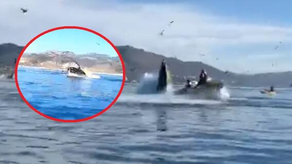 ballena casi se traga a dos mujeres en kayak.jpg ballena casi se traga a dos mujeres en kayak.jpg