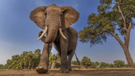 Elefante Elefante