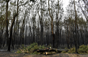 314592_Blu Radio. Bosque. Foto: AFP