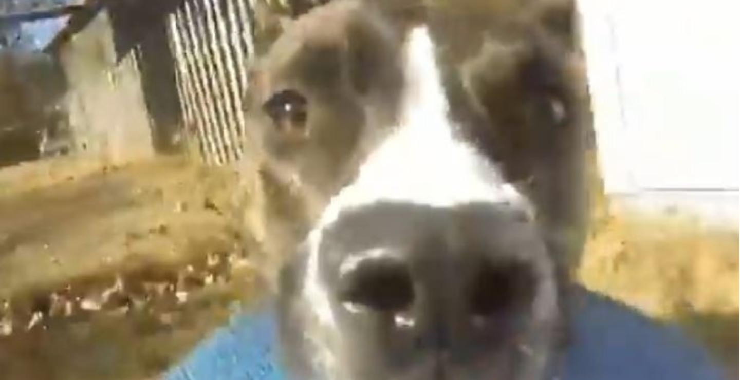 312262_BLU Radio. Perro roba gopro y huye/Foto: Captura video