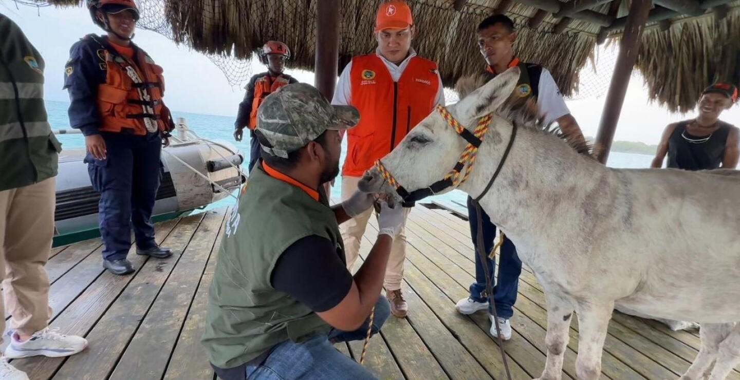Apolo, burro rescatado por maltrato