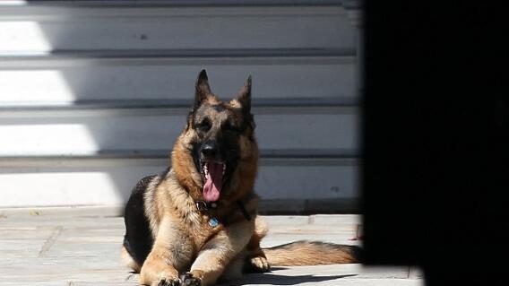 FILES-US-POLITICS-ANIMAL-CHAMP FILES-US-POLITICS-ANIMAL-CHAMP