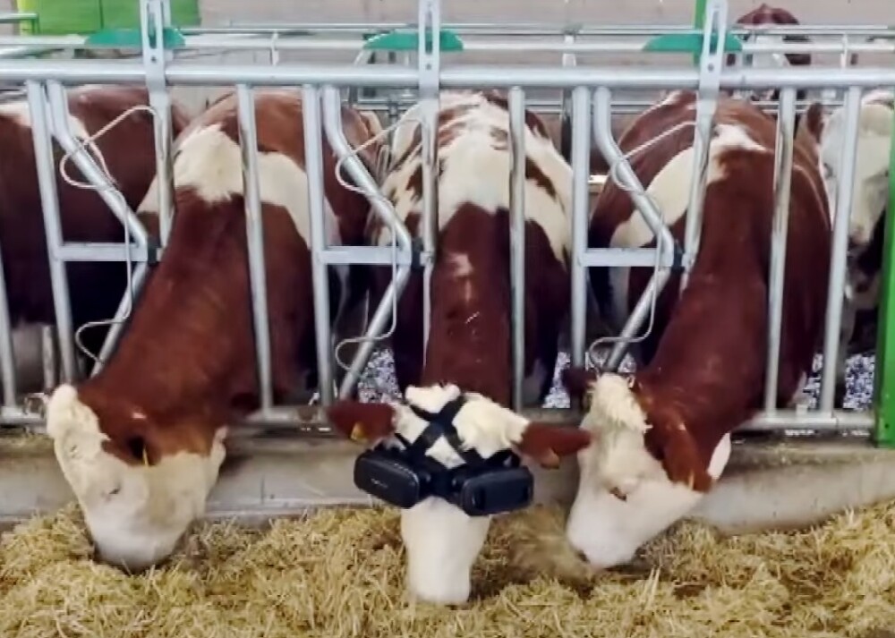 Vaca con gafas de realidad virtual 