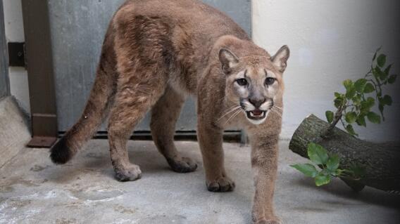 puma rescatada en apartamento de nueva york puma rescatada en apartamento de nueva york
