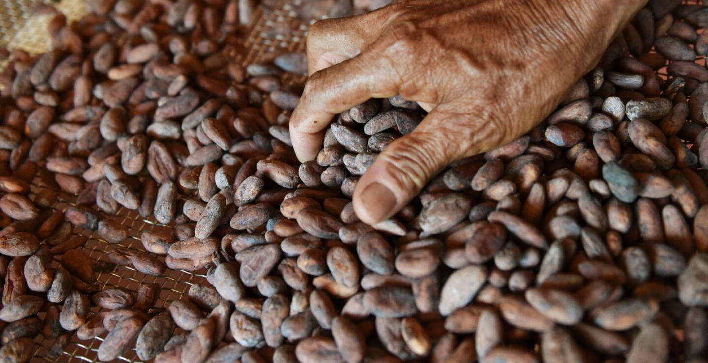 Cacao