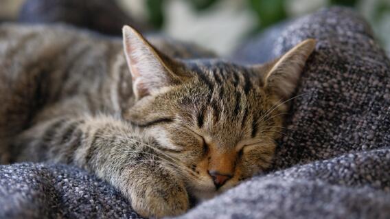 Gato, imagen de referencia Gato, imagen de referencia