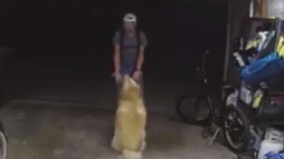 Perrito juega con ladrón y se hace viral Perrito juega con ladrón y se hace viral