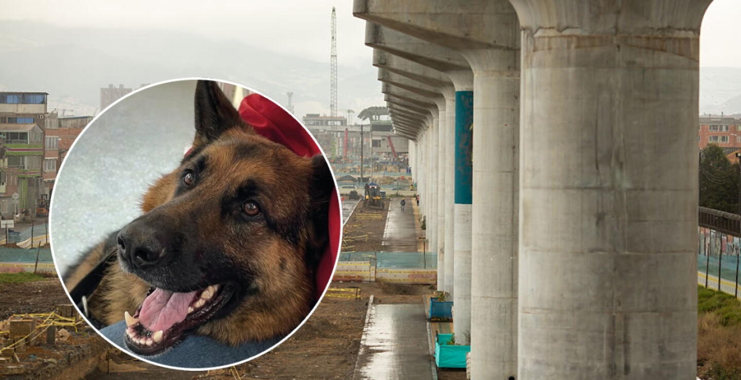 Metro de Bogotá será pet friendly: Hashi fue presentado como el primer perro en subir a la Línea 1