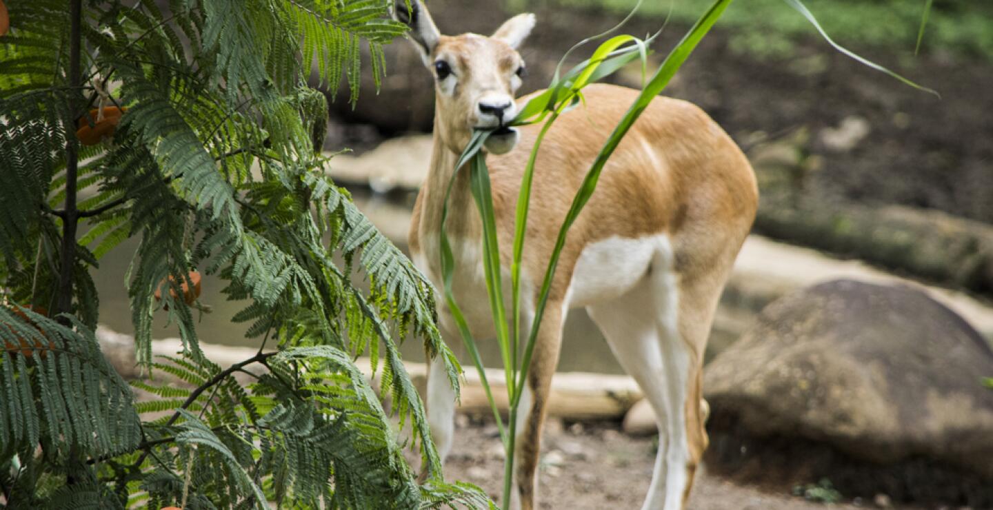 275578_Foto: Zoólogico de Cali