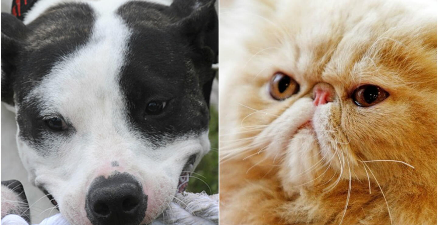 280131_BLU Radio. Perros - Gatos. Foto: AFP