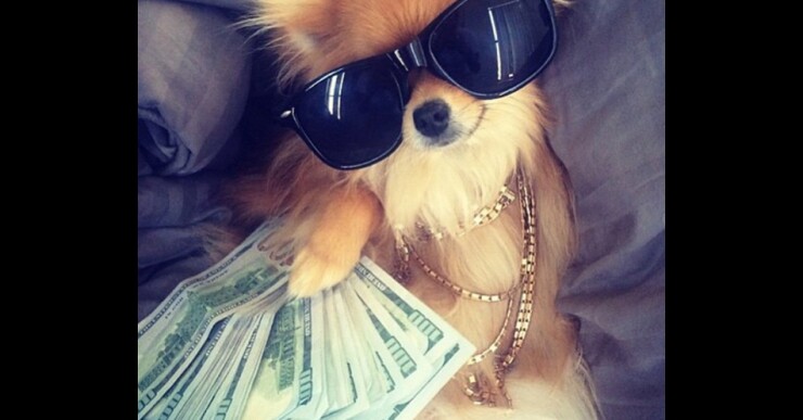 vida_de_perros_portada_.jpg