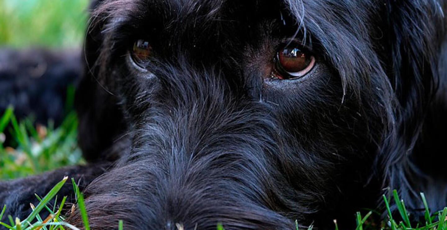 perro_7.jpg