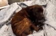 Perrito callejero amaneció dormido en una tienda de colchones y el video se hizo viral
