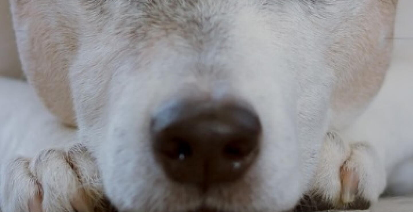 Perro
