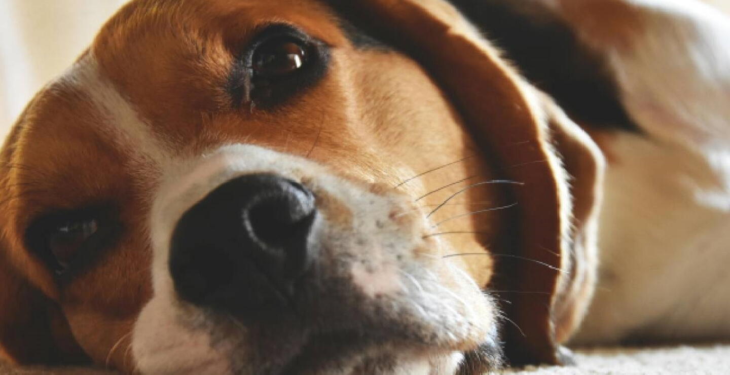 Perro.
