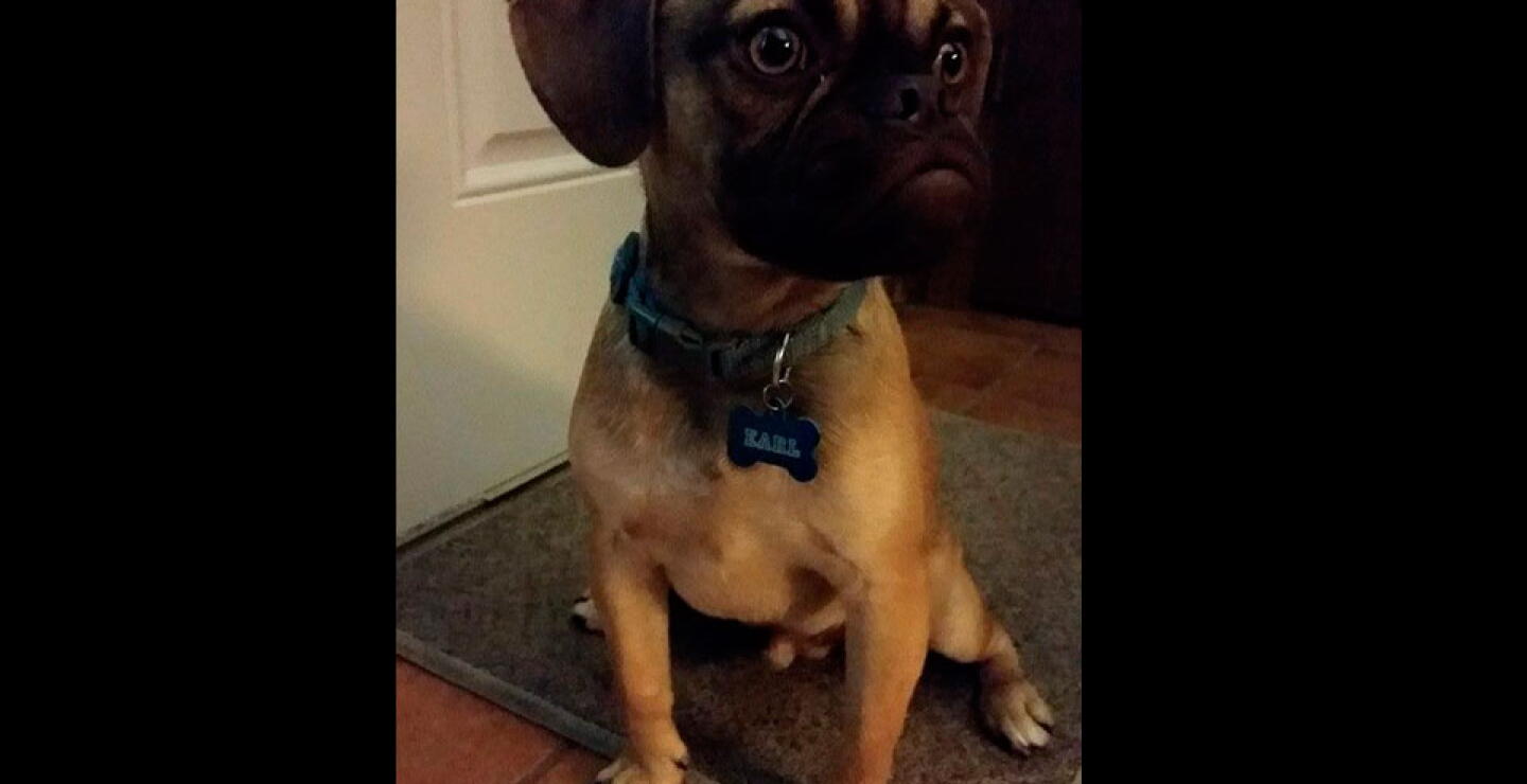 perro_rancio_7_0.jpg