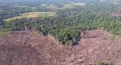 La reforestación, el objetivo de guerra de los grupos armados La reforestación, el objetivo de guerra de los grupos armados