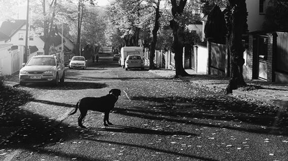 Perro callejero Perro callejero