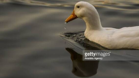 Pato Pato
