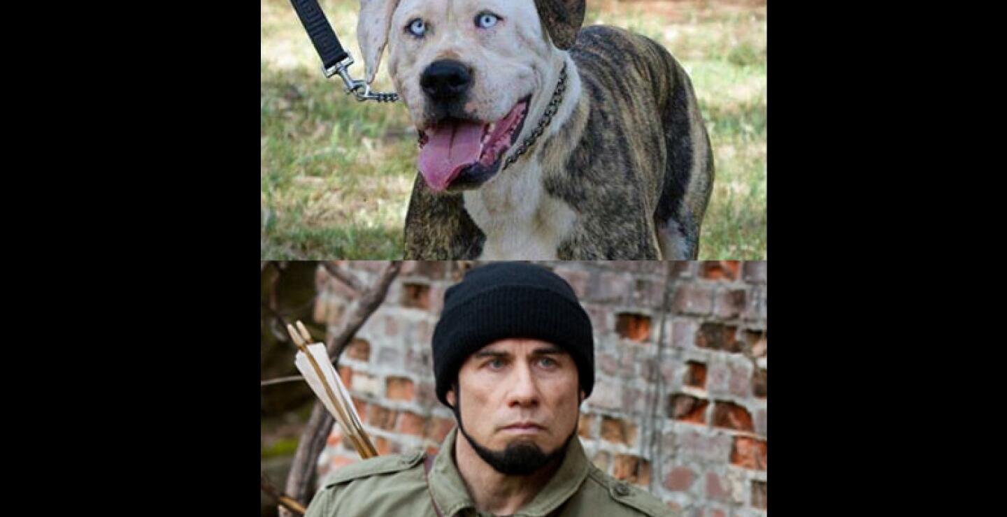 La imagen del can de raza American Bulldog fue divulgada el 12 de enero por SA DOG RESCUE.