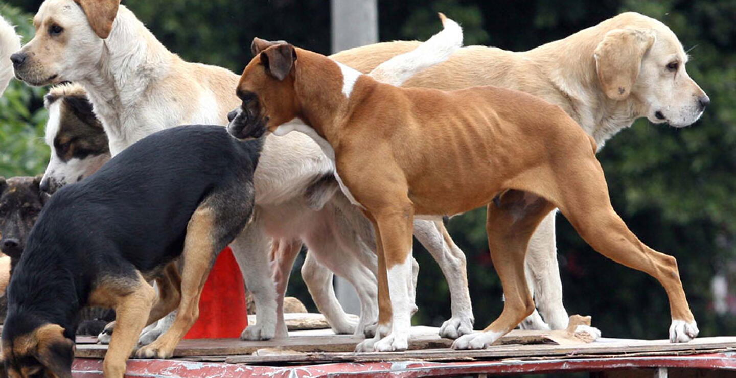 perros.jpg