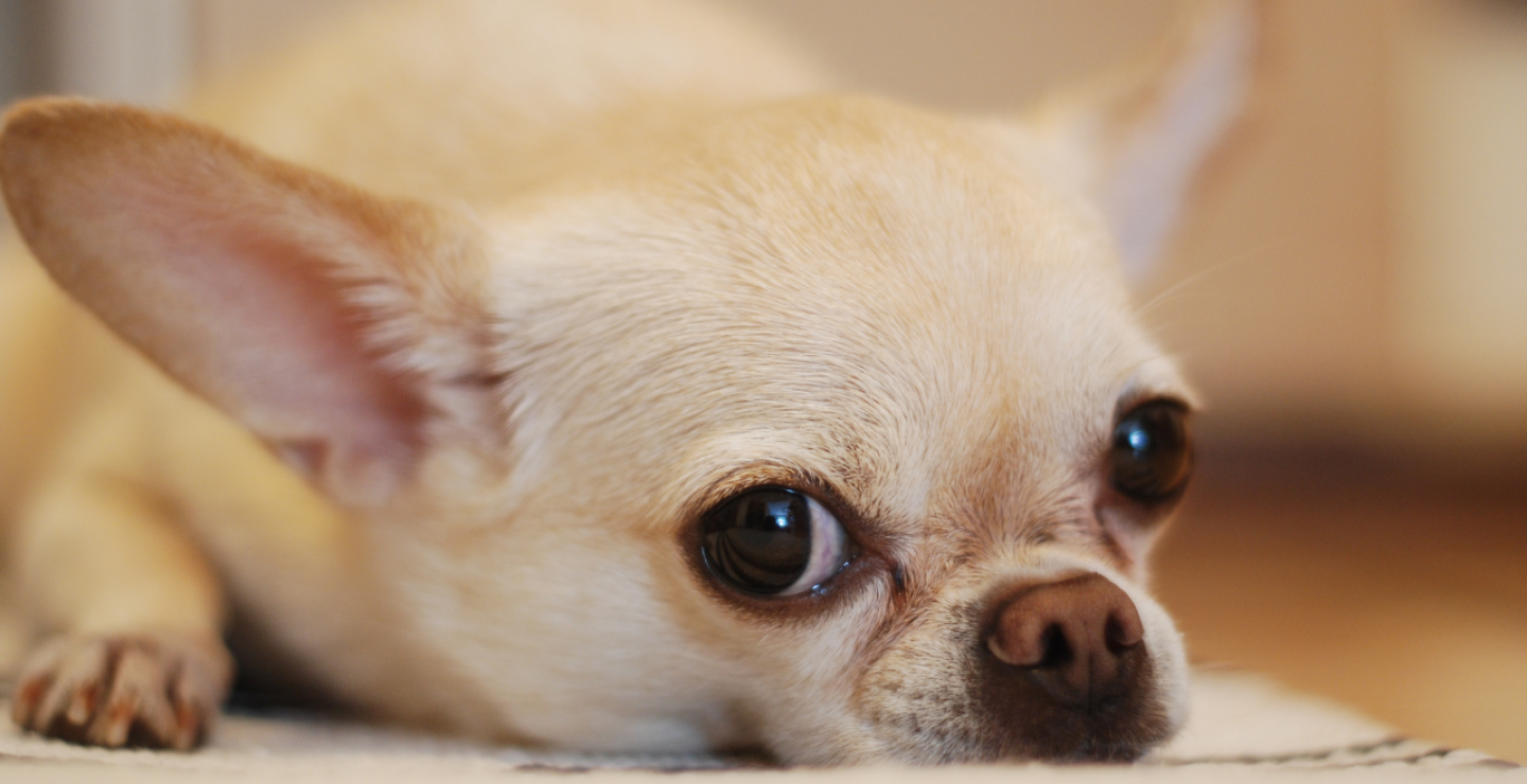 Perro