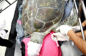 2034_La Kalle - Tortuga con monedas en su cuerpo / Foto: AFP